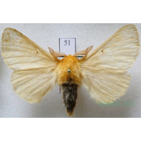 Lemonia taraxaci (Denis & Schiffermüller, 1775) male Ugorówka złotnica Czech51